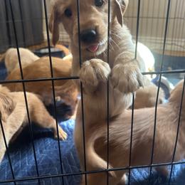 4th Pick - Golden female Golden Retriever puppy in Anaheim, California from Prim's Golden Retrievers