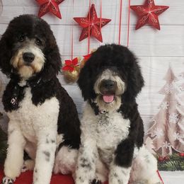 Double Doodle, Goldendoodle, and Labradoodle All Grown Up from The Doodle Ranch-California