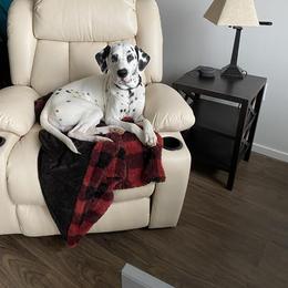 Dalmatian All Grown Up from Rosais Acres LLC