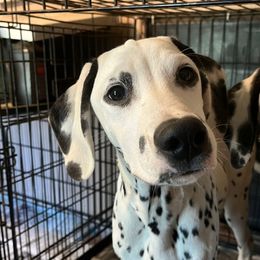 Red Hots- Red LUA - White and black male Dalmatian puppy in Claremore, Oklahoma from Lotsofdots Dalmatians