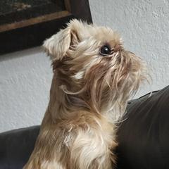 Brussels Griffons from Karen Marquez
