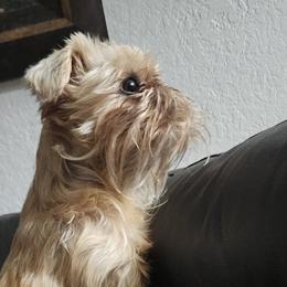 Brussels Griffons from Karen Marquez