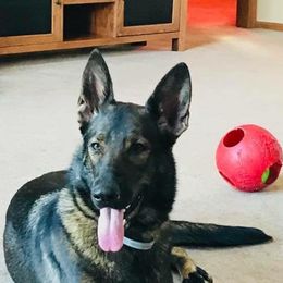 German Shepherds from Noble K-9