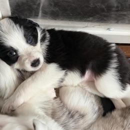 Valentina - Tri-color female Border Collie puppy in Seguin, Texas from Geronimo Creek Border Collies