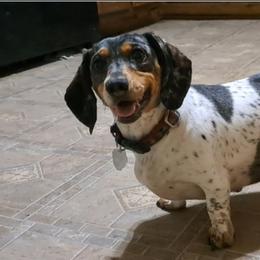Dachshund puppies from Paula's Dachsunds