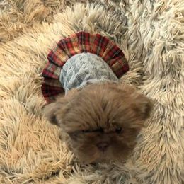 Shih Tzu Puppies from Sapphire Shih-Tzu's of Ohio
