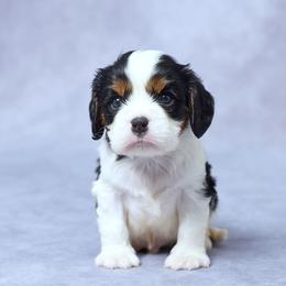 Eli - Tri-color male Cavalier King Charles Spaniel puppy in Apple Creek, Ohio from Grandeur Valley Puppies