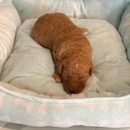 Brothers And Sisters - Apricot female Goldendoodle puppy in Houston, Texas from Were The Mack'Doodles Mack’Poodles