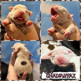 Shadowfax - White female American Bully puppy in Princeton, Texas from District 12 Kennels