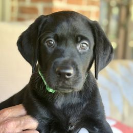 Cooper - Black male Labrador Retriever puppy in Loganville, Georgia from Silver Ridge Labradors of Georgia