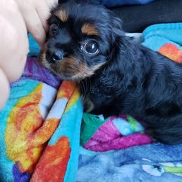 Cavalier King Charles Spaniel Puppies from Pleasant Meadows