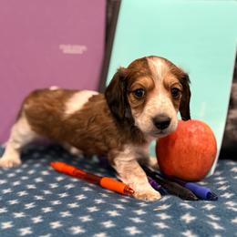 Glory - Piebald female Dachshund puppy in Troup, Texas from Darling Doxies