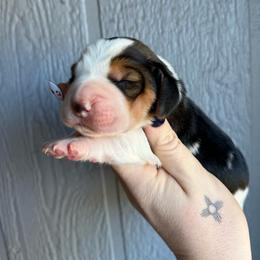 Maddy - Black brown and white female Basset Hound puppy in New Mexico from Long Dog Ranch