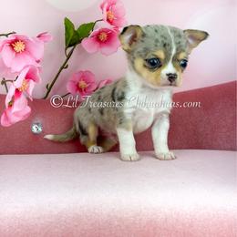 Gojo - Merle male Chihuahua puppy in Anderson, South Carolina from Lil Treasures Chihuahuas