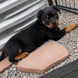 Java - Black and mahogany female Rottweiler puppy in Parker, Colorado from Denver Rotties