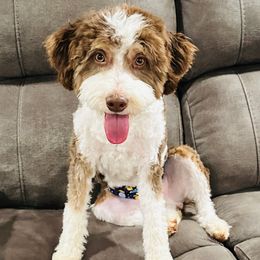 Riggs - Bernedoodle