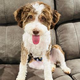 Riggs - Bernedoodle