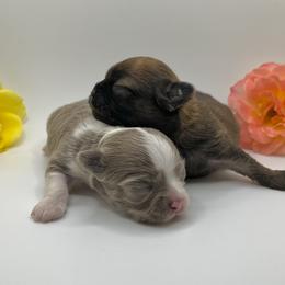 Bracco Italiano and Chihuahua Puppies from Snow Peak Kennel