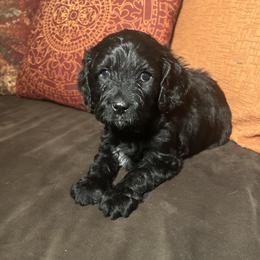 JoJo - Boy - Black and white male Cavapoo puppy in Tempe, Arizona from Springerdoodles Plus AZ