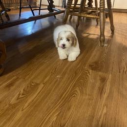 Australian Shepherd, Goldendoodle, and Poodle Puppies from 5AFarms