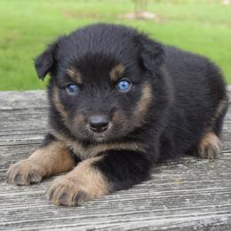 River - Black tri female Miniature Australian Shepherd puppy in Evant, Texas from Lazy VT Bar Ranch