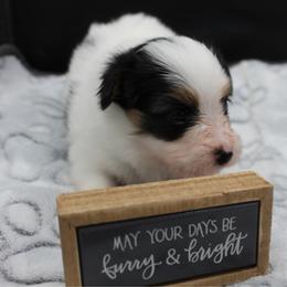 Champ - White black and tan male Papillon puppy in Frostproof, Florida from Sequence Papillon
