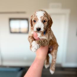 Happy - Blue Collar - Cream male Goldendoodle puppy in Billings, Montana from Montana Raised Doodles
