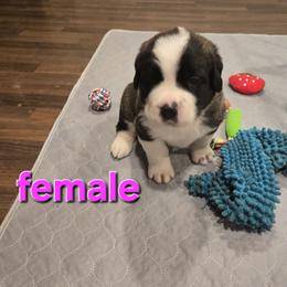 Pink collar - Brown and white female Saint Bernard puppy in Cincinnati, Ohio from Cincinnati St. Bernards