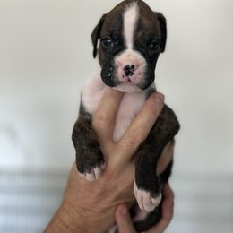 Boxer Puppies from OTR Boxers