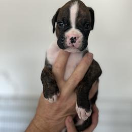 Boxer Puppies from OTR Boxers