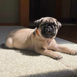 Pug Puppies from A Grumble of Love Kennels