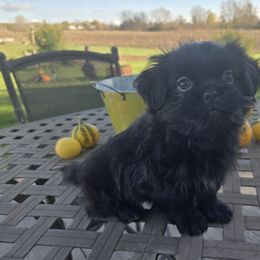 Shih Tzu puppies from Kim's Shih Tzus