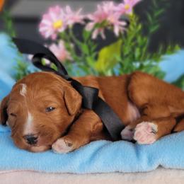 Marina - Red  male Goldendoodle puppy in Warrior, Alabama from Elite Goldendoodles and Bernedoodles