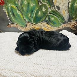 Cocker Spaniel Puppies from 4D