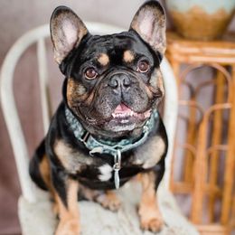 French Bulldogs from Showmo Frenchies