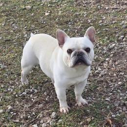 Leo - French Bulldog
