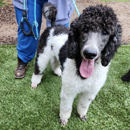 Poodles from Rainbow Poodles