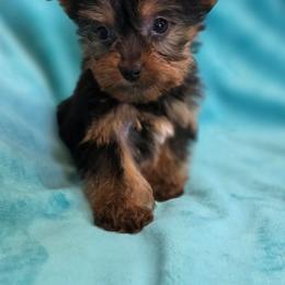 Boy 2 - Black and tan male Yorkshire Terrier puppy in Aiken, South Carolina from Sio's Yorkies