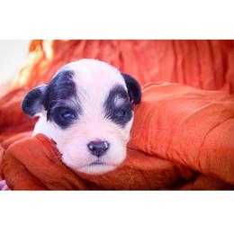 Zacheus - Black and white male Bernedoodle puppy in Hays, Kansas from Pine Street doodles