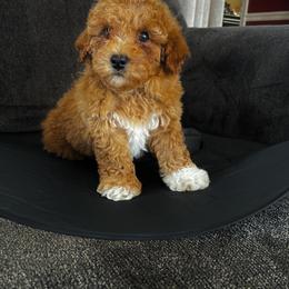 Pekingese, Poodle, and Shih Tzu Puppies from Happy puppies