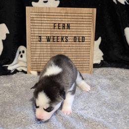 Fern - Black and white female Siberian Husky puppy in Brunswick, Ohio from Blue Star Siberians