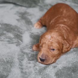 Orion - Apricot male Goldendoodle puppy in Macclenny, Florida from Baker County Goldendoodles