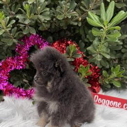 Hazel - Blue and tan female Pomeranian puppy in Sandia, Texas from Broken Arrow Poms