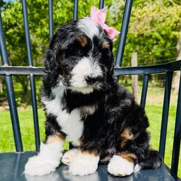 Sarah - Tri-color female Bernedoodle puppy in Bowling Green, Ohio from FDF Pyredoodles & Bernedoodles