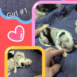Australian Shepherd and Great Dane Puppies from AEW Farm