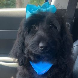 Snickerdoodle - Black female Goldendoodle puppy in Summerville, South Carolina from Pawmazing Doodles