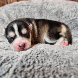 Nina - Black and white female Pomsky puppy in Southern California, California from SoCal Pomskies LLC