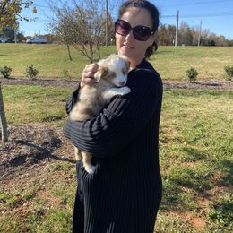 Miniature Australian Shepherd and Toy Australian Shepherd Puppies from Cherry Grove Kennel