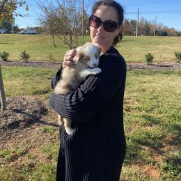 Miniature Australian Shepherd and Toy Australian Shepherd Puppies from Cherry Grove Kennel