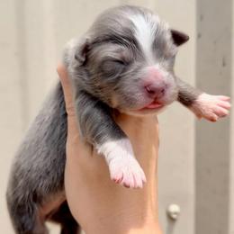 Boy 2 - Dilute blue male Australian Shepherd puppy in Iola, Texas from MK Aussies